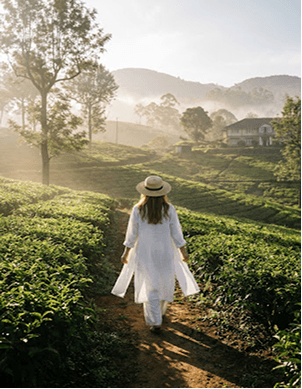 Traveller walking through a Sri Lankan tea plantation at sunrise