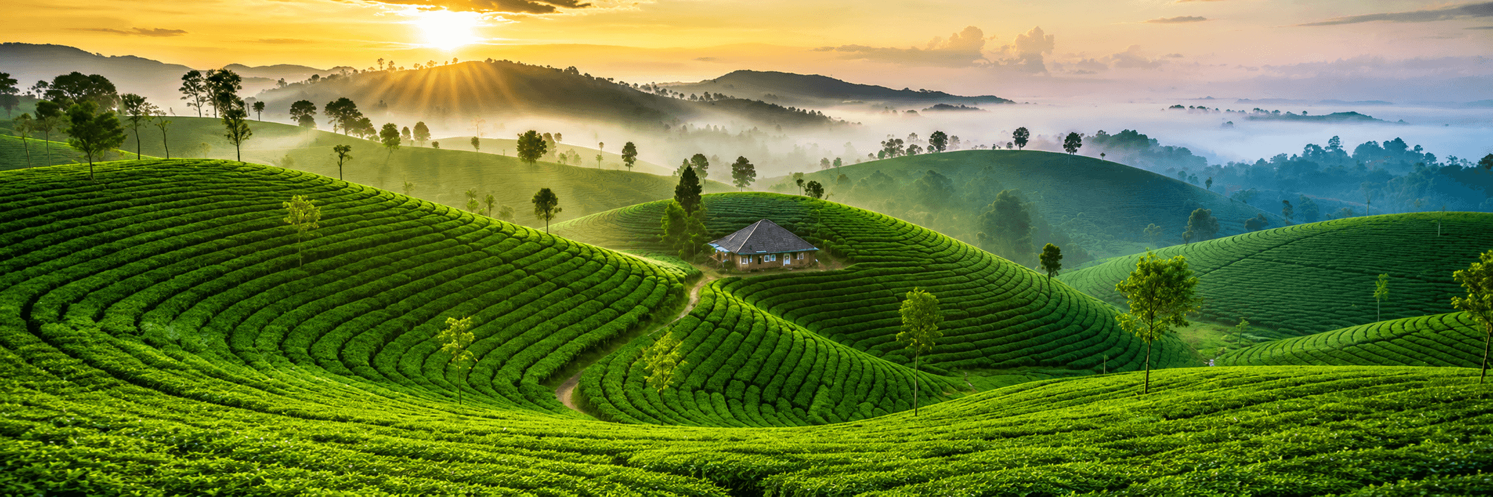 Nuwara Eliya tea plantations — best time to travel to Sri Lanka hill country