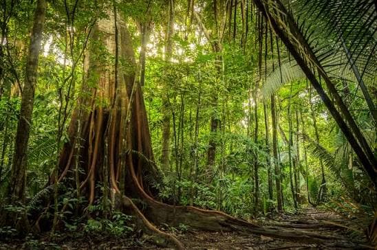 Lush Amazon rainforest nature trail