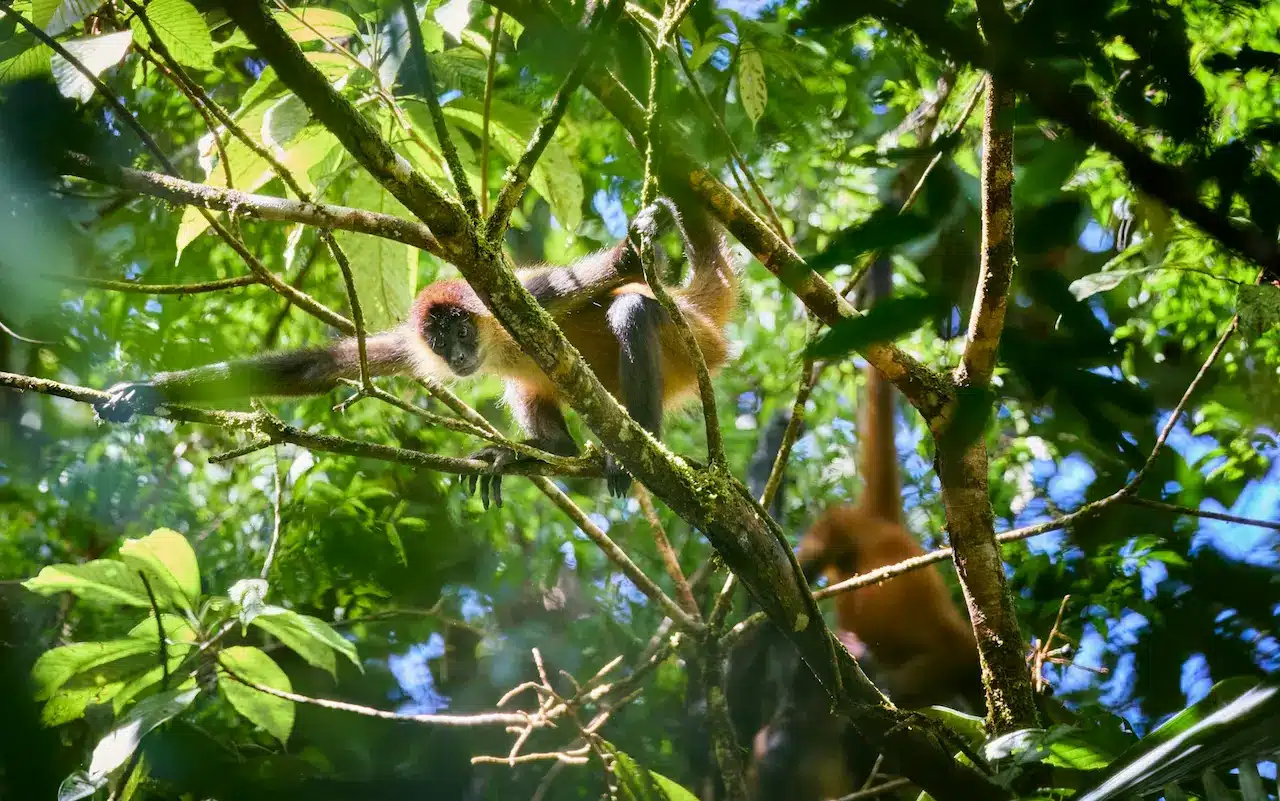Amazon wildlife expedition