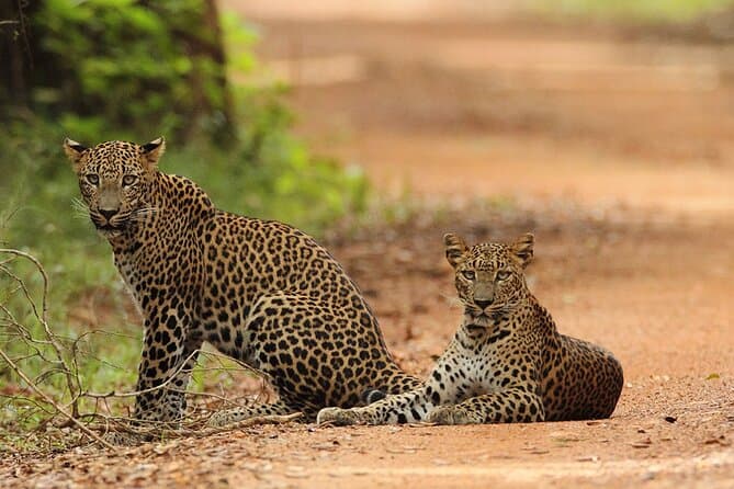 Leopard on sunlit rocks during a Yala National Park safari in Sri Lanka